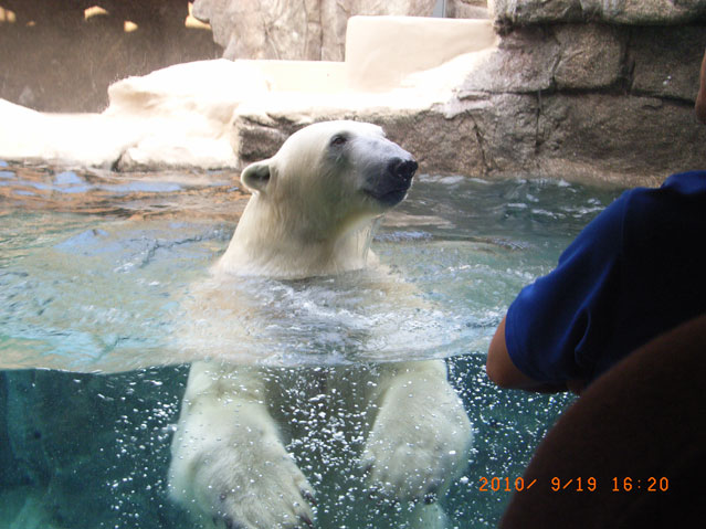 シロクマ9日本平動物園ロッシー2010｜ホッキョクグマと三角コーン
